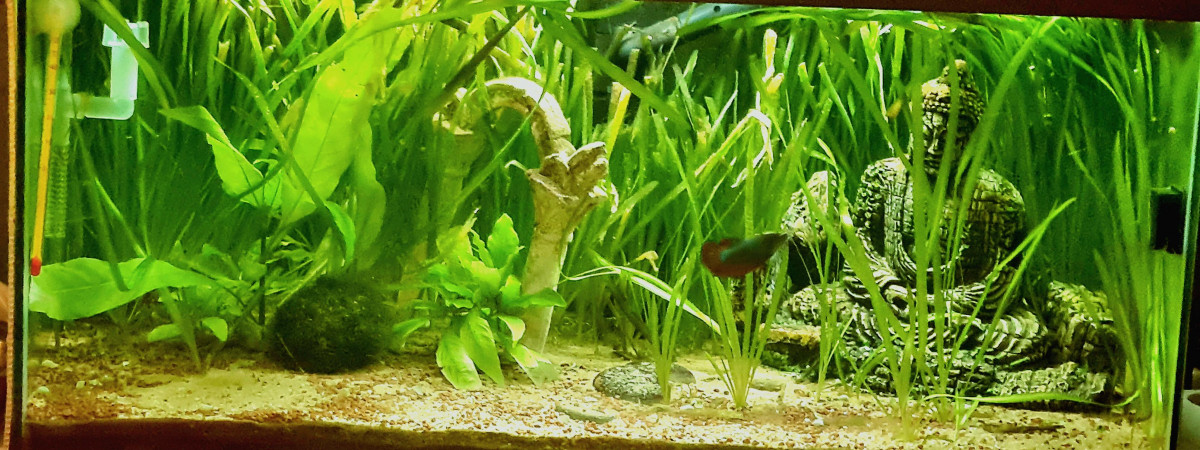 aquarium BIBOURIUM 60l