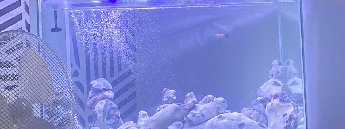 aquarium Aquarium chambre