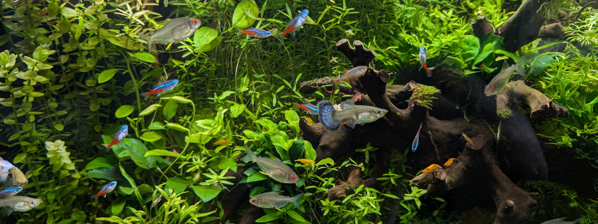 aquarium Aquarium principal
