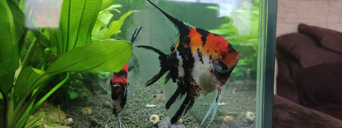 aquarium mon aquarium