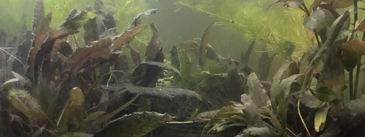 aquarium Aquarium hopital