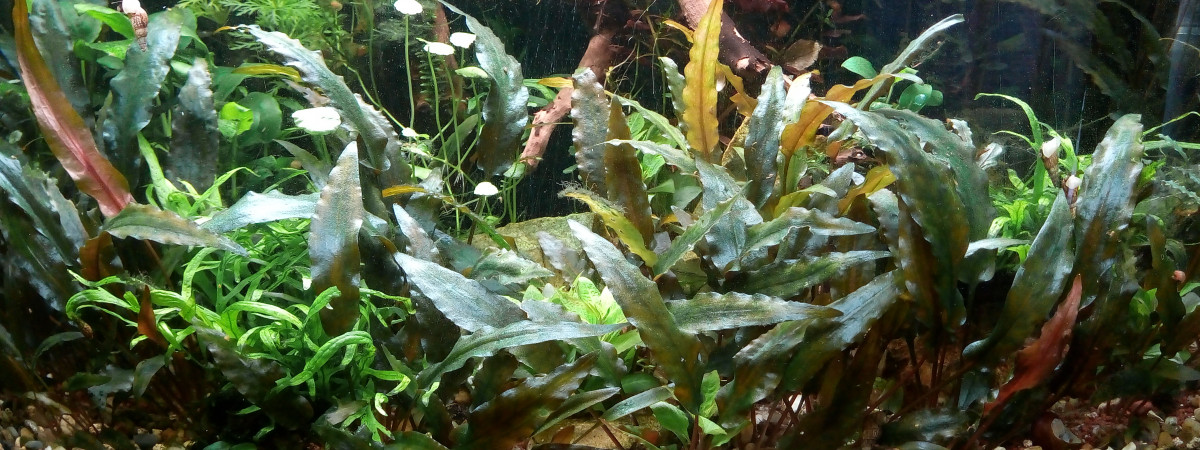 aquarium 90l Jungle