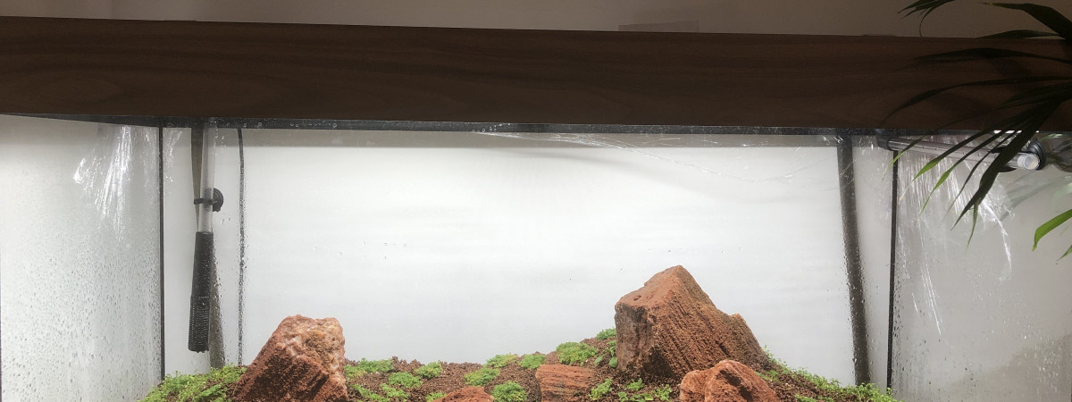 aquarium Aquarium Semi-Iwagumi