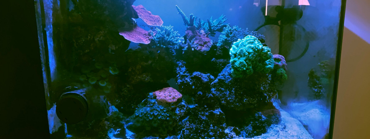 aquarium Mini Reef