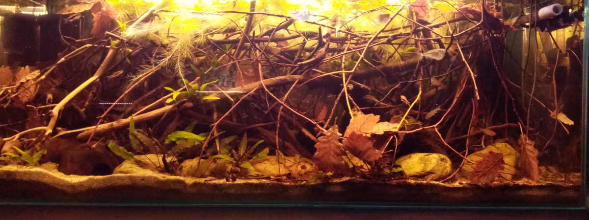 aquarium 120L amazonien