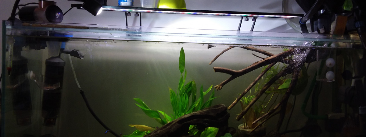 aquarium Biotope amazonien
