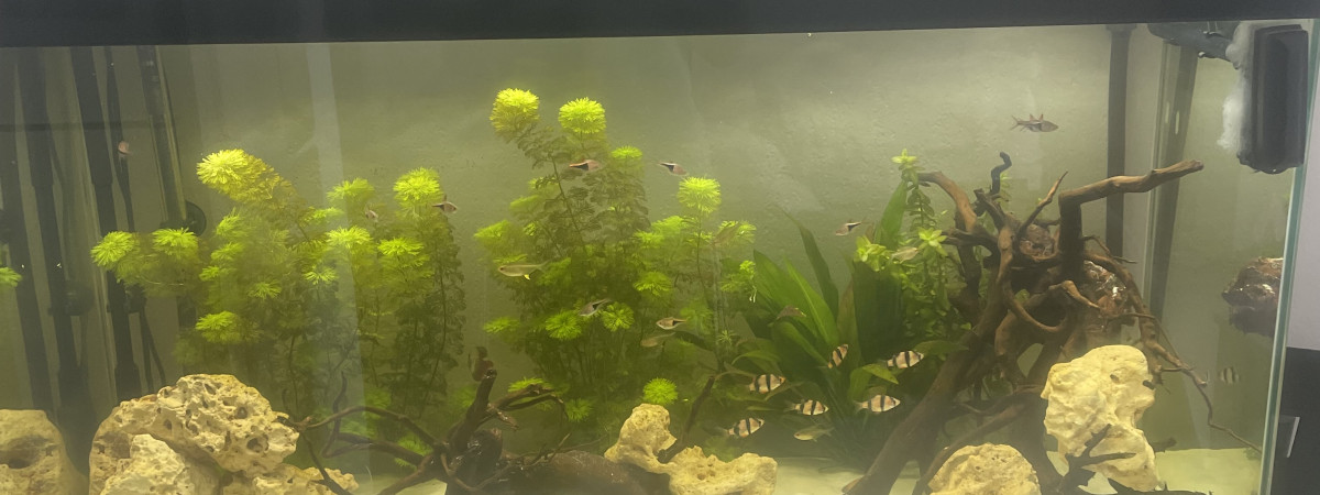 aquarium 200L