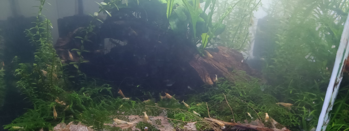 aquarium Snow white
