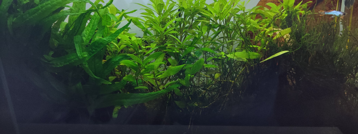 aquarium Bac planté