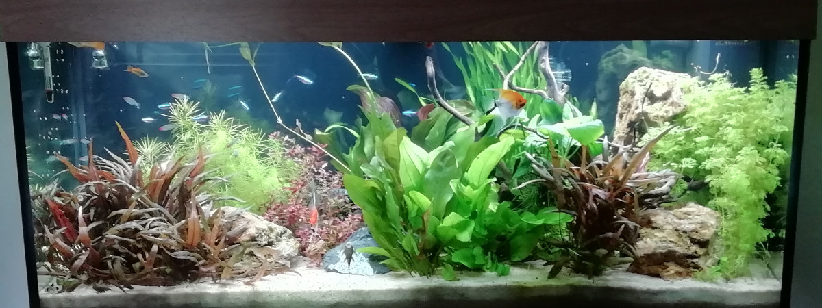 aquarium Nez rouges