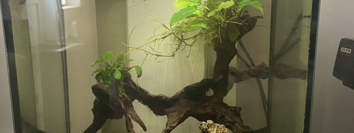 aquarium 20 litre betta