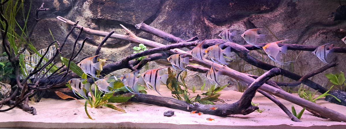 aquarium 600L Amazonien_Scalaire