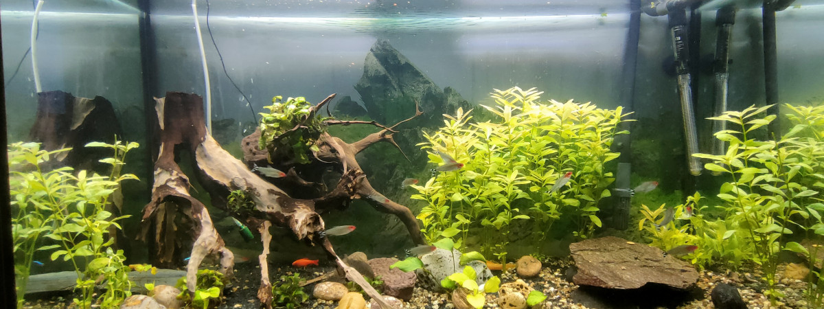 aquarium Mika
