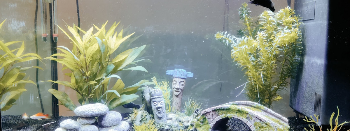 aquarium Mon 70 litres