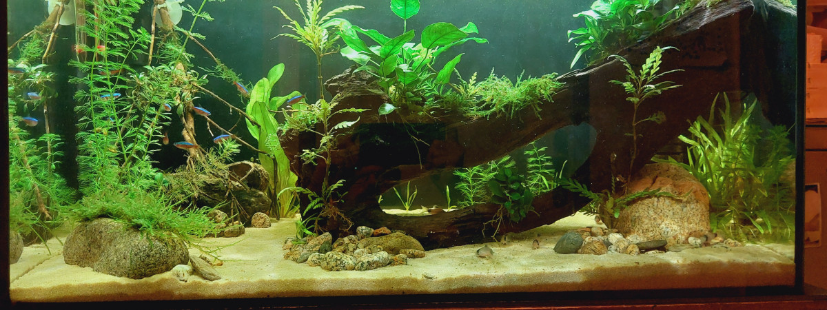 aquarium Premier aquarium