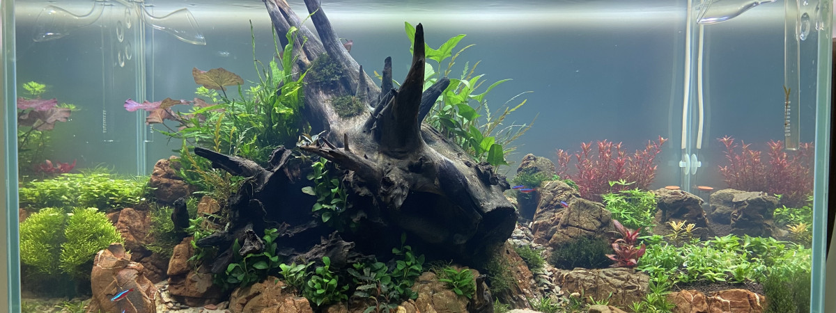 aquarium Découverte  Aquascaping