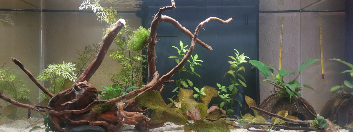 aquarium First One