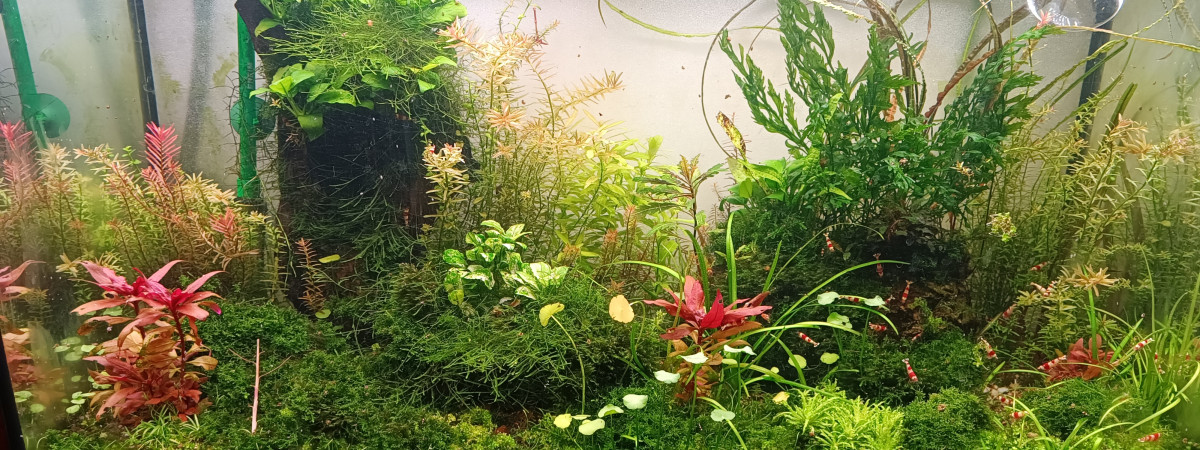 aquarium Caridina