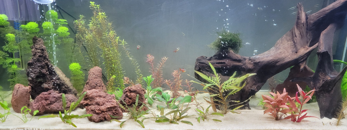 aquarium Olive