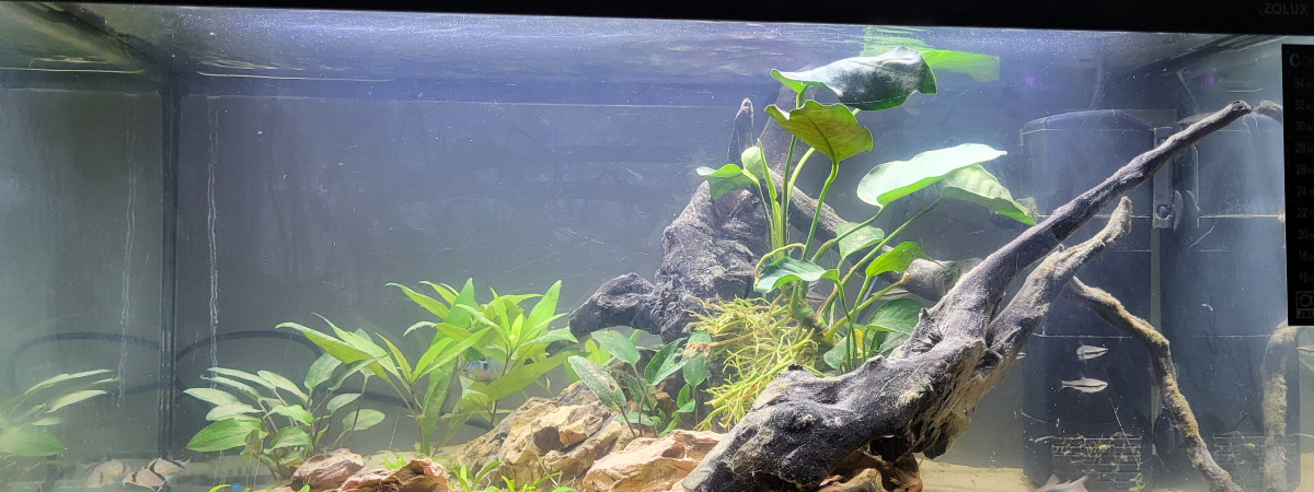 aquarium 60l