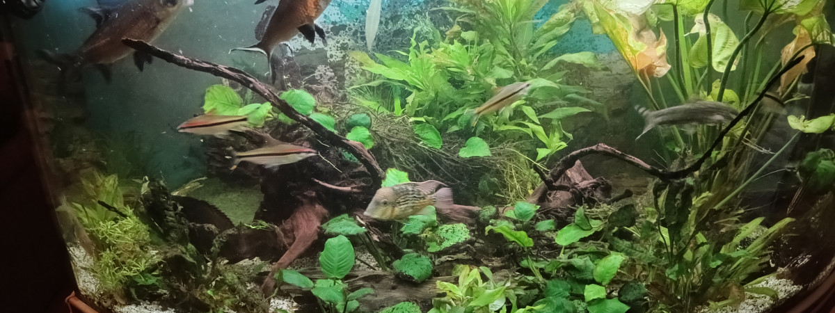 aquarium Home