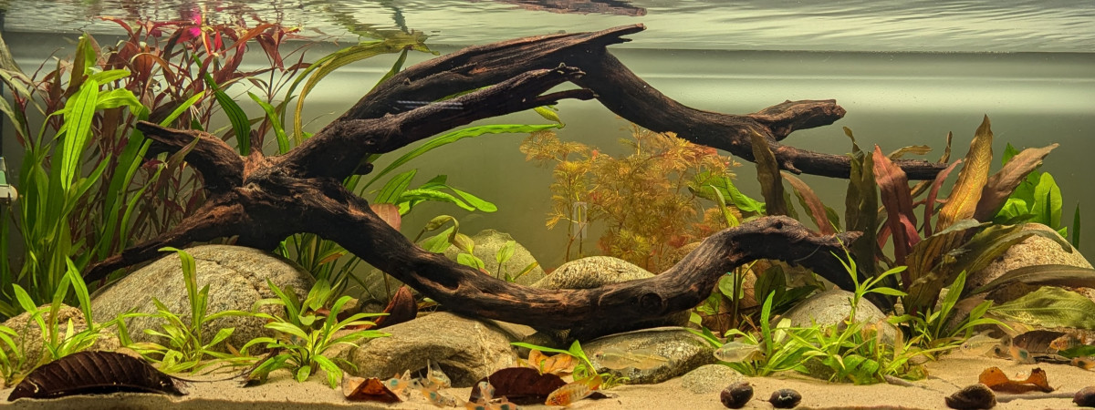 aquarium Amérique du sud