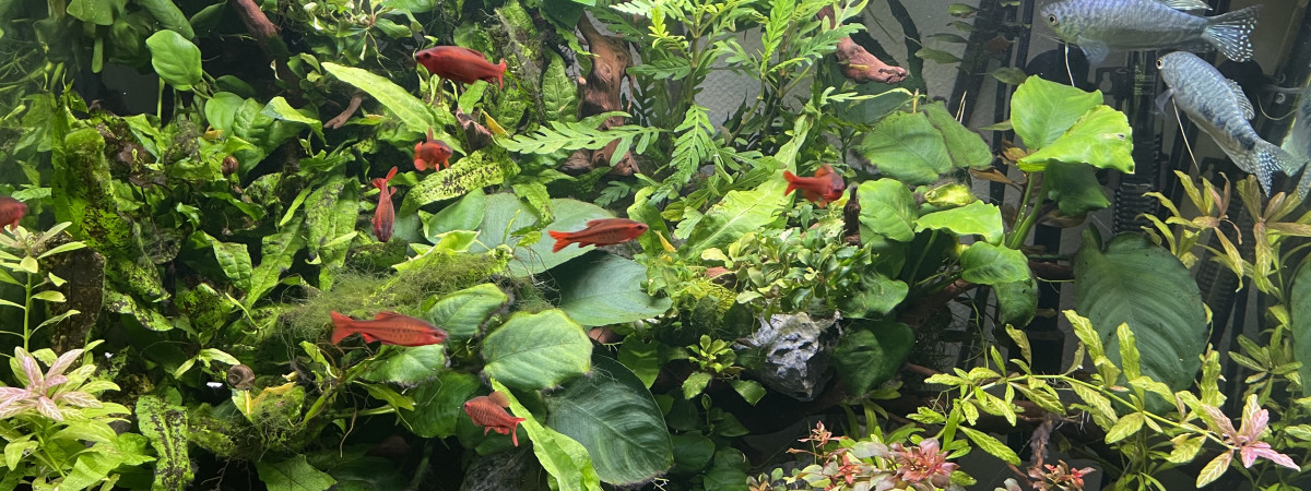 aquarium Biotope asiatique