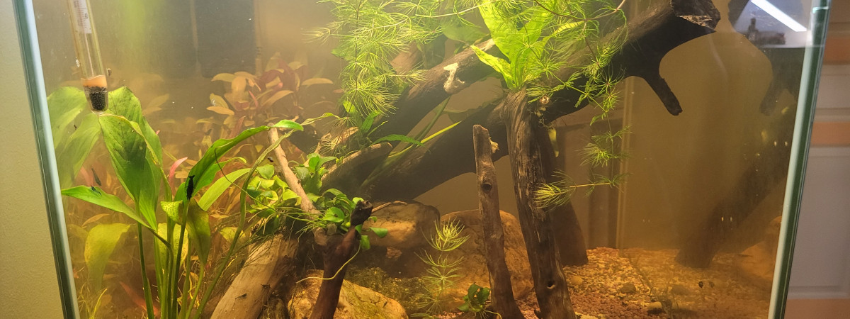 aquarium Cube 54L