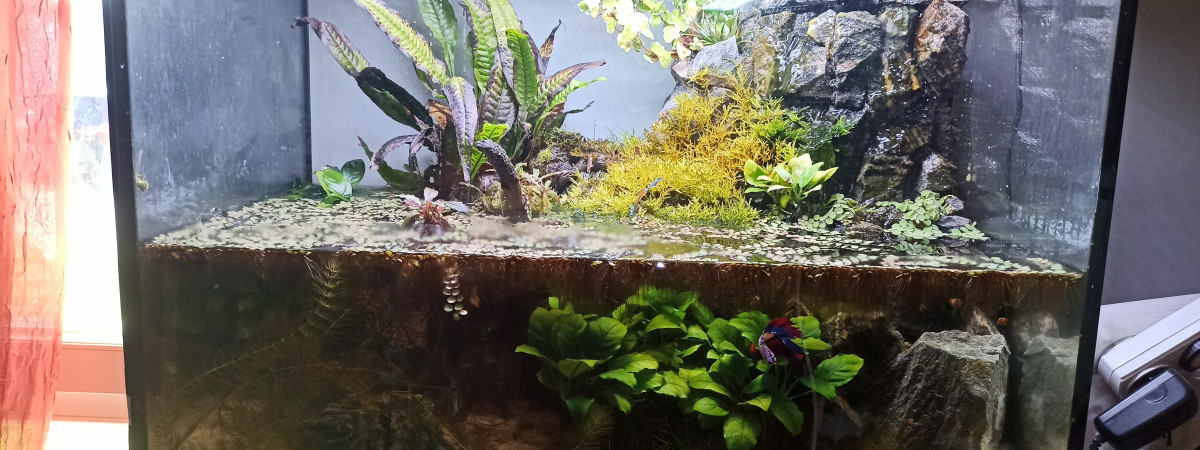 aquarium Gneiss Rock Betta