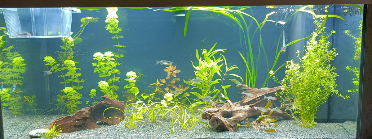 aquarium Juwel180