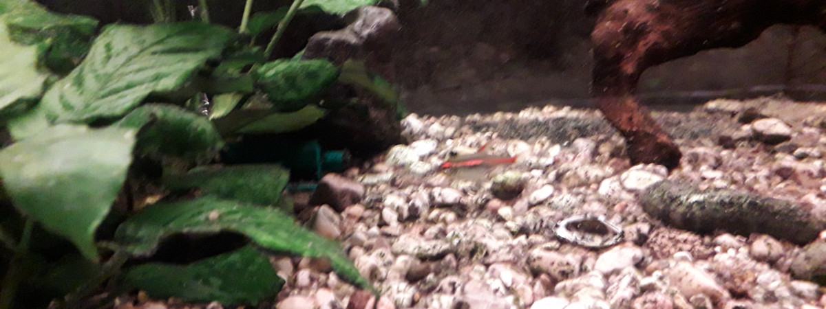 aquarium Syllou