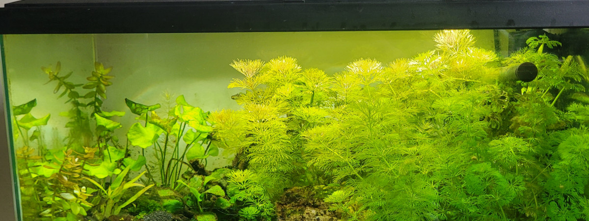 aquarium 80L crevettes