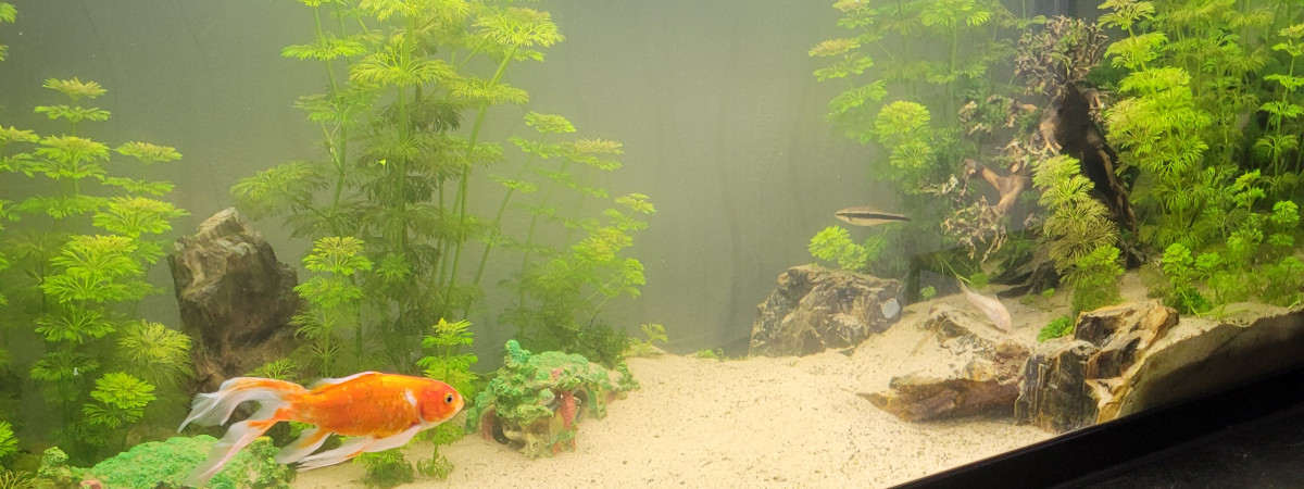 aquarium 240L sauvetage