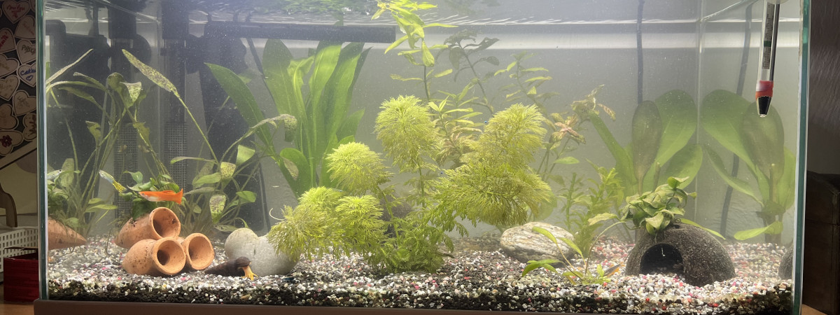 aquarium AquaSalon