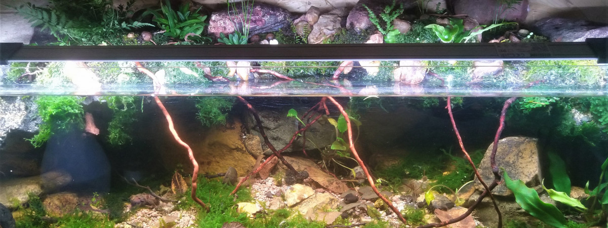 aquarium Petit coin de bureau