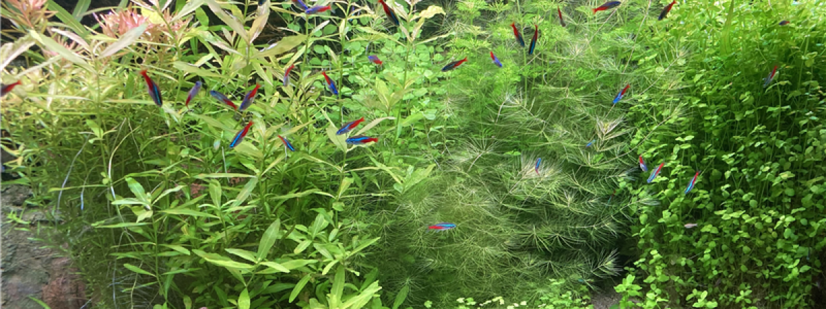 aquarium Juwel Rio 300
