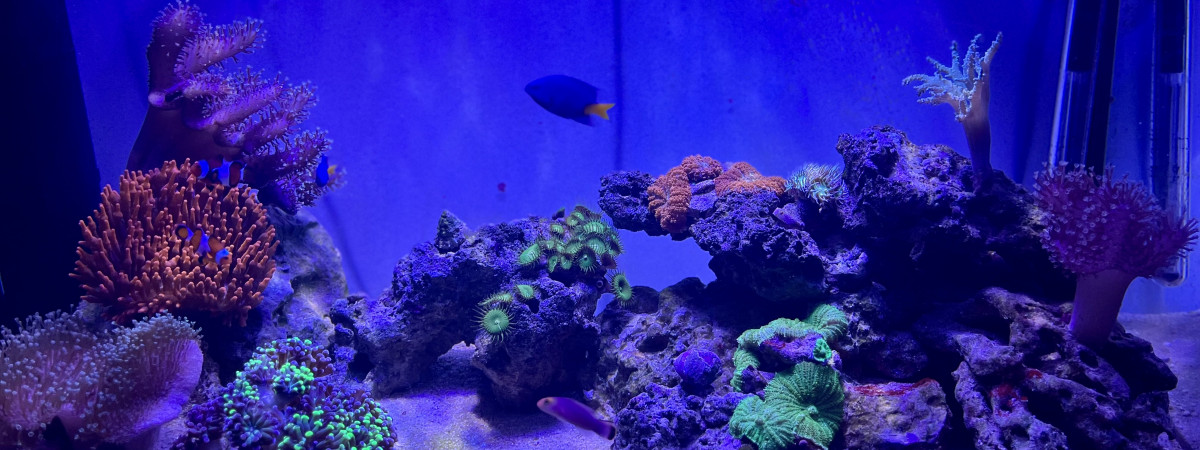 aquarium Mini Recifal