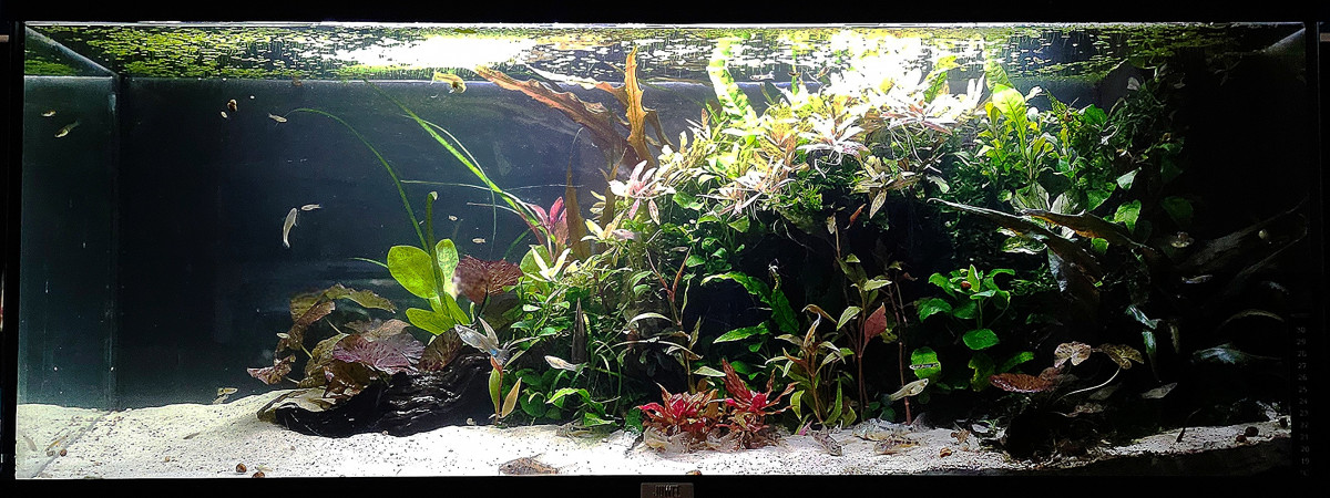 aquarium COMMUNAUTAIRE