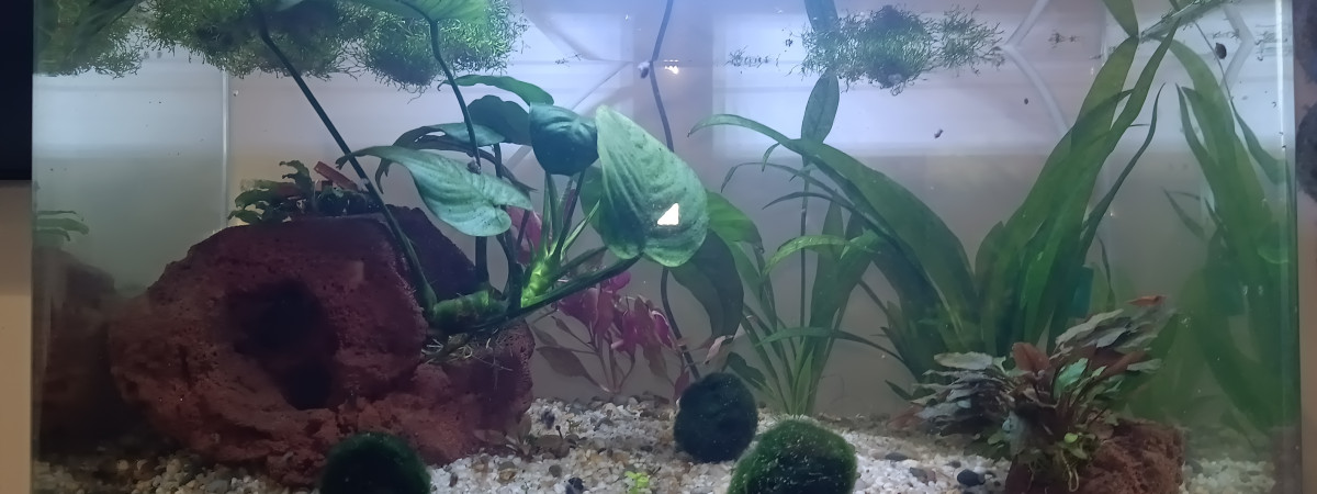 aquarium Bac a crevette