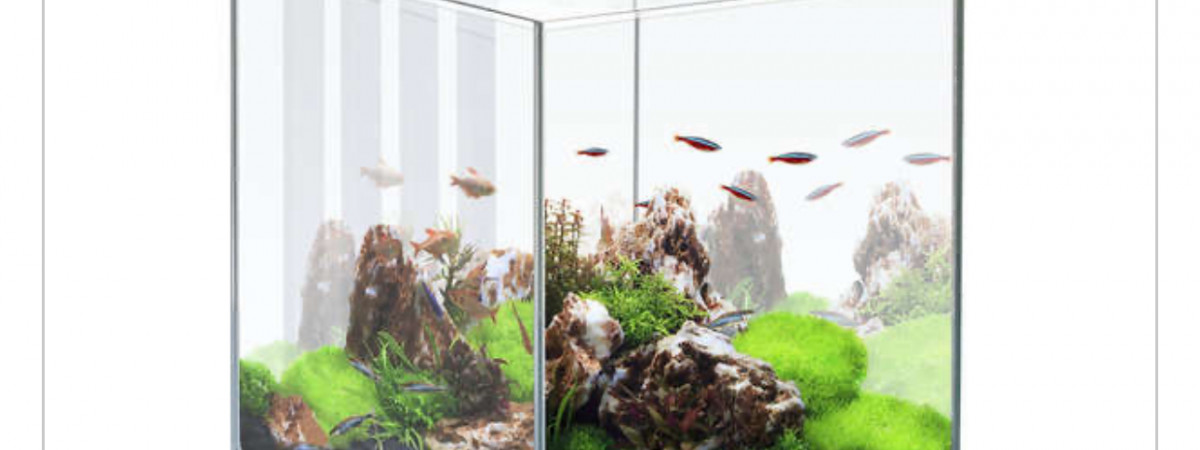 aquarium Pouponnière et crevettes