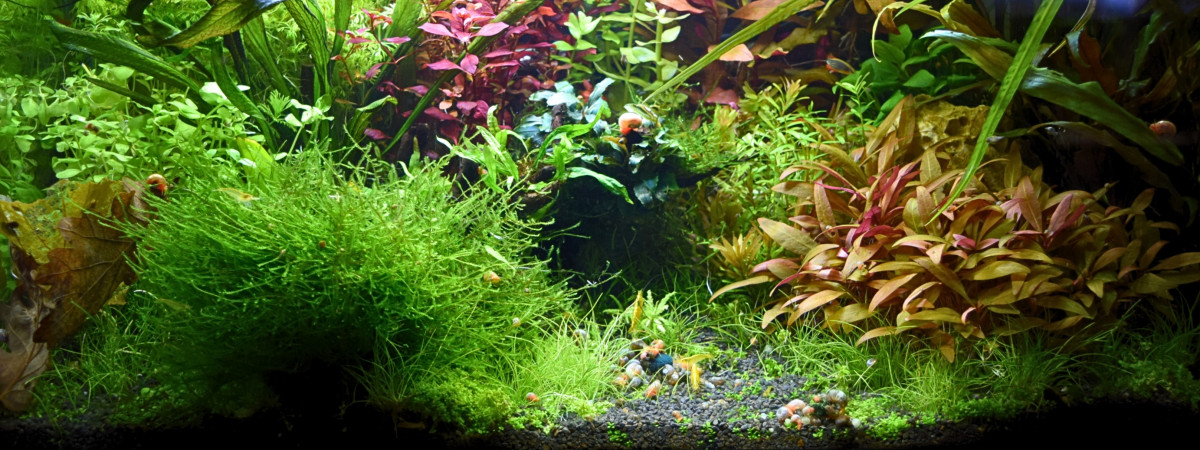 aquarium Aquarium yellow neons