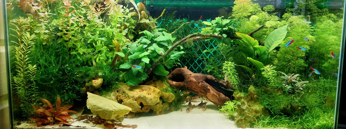aquarium Aquarium