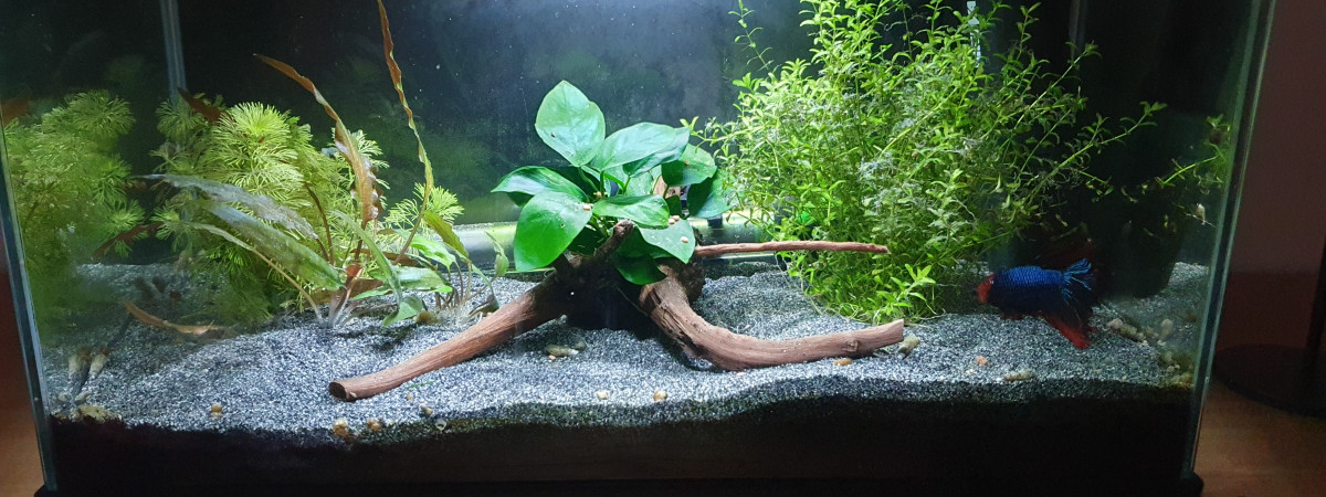 aquarium Volcanique