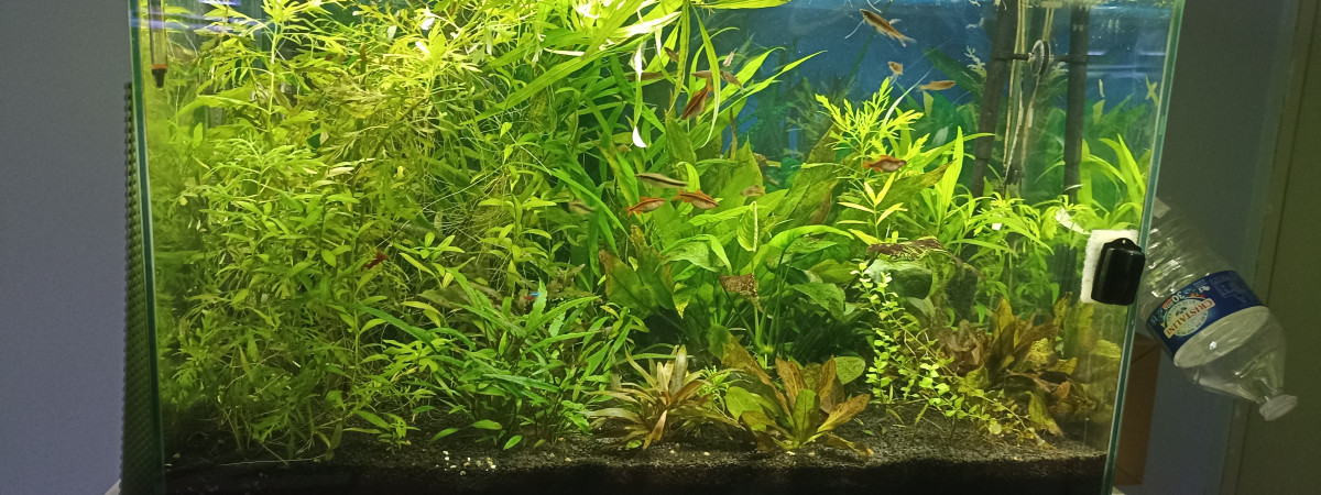 aquarium Aquarium bien plante