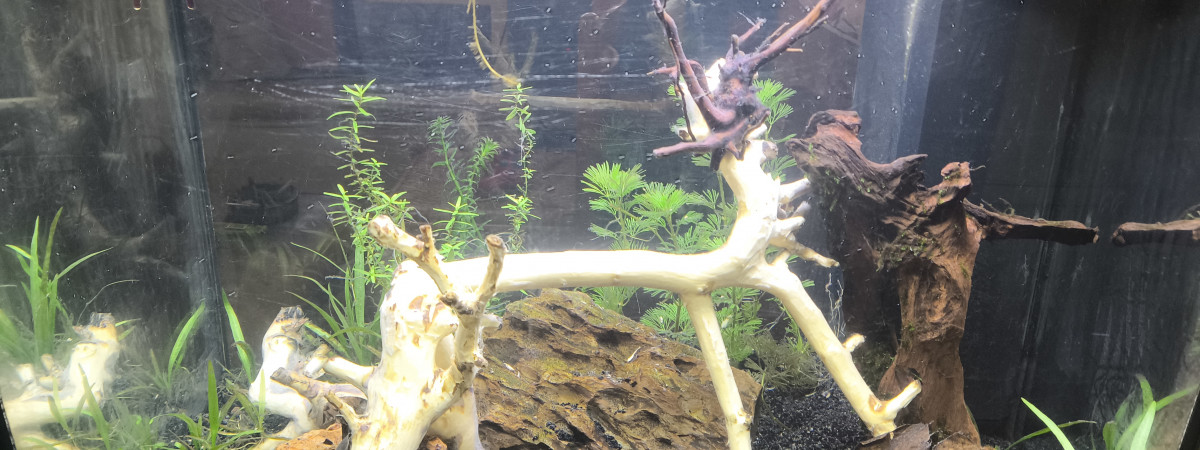 aquarium juwel lido 120