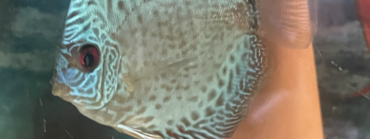 aquarium Discus
