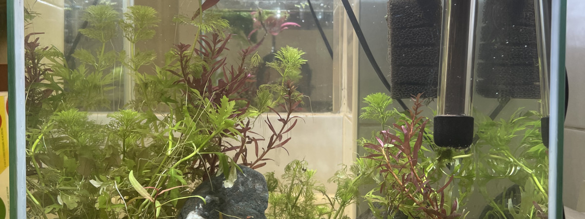 aquarium Reproduction Cap Lopez