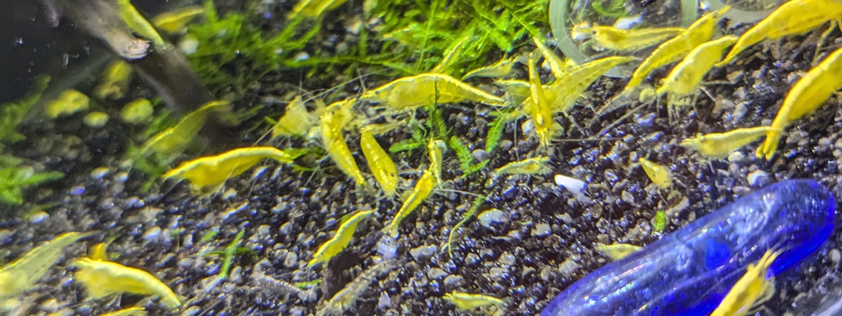 aquarium 20L Neocaridina Yellow Neon