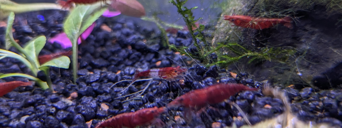 aquarium 20L Neocaridina Red Cherry