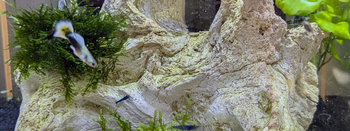 aquarium 30L Neocaridina Blue Velvet